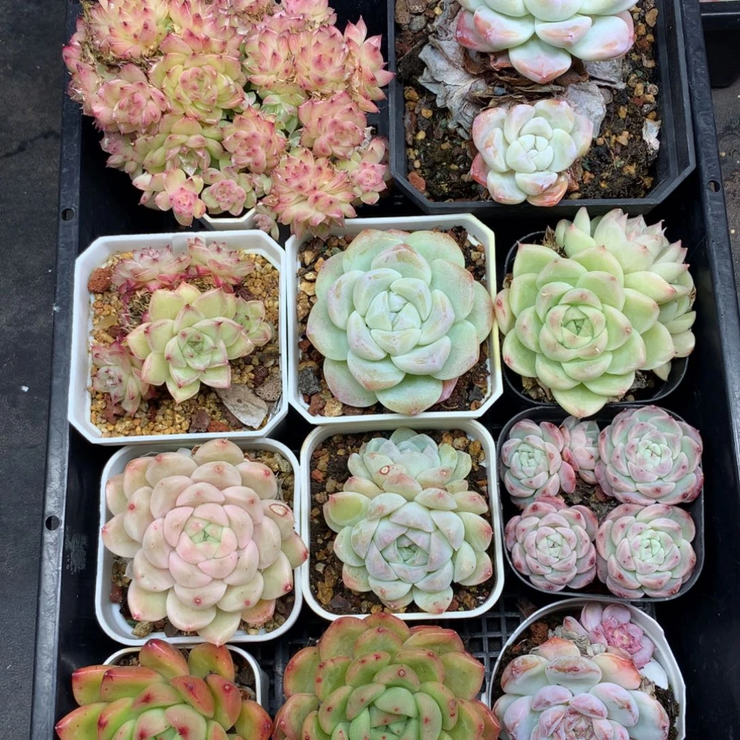 1213-165 套餐一组