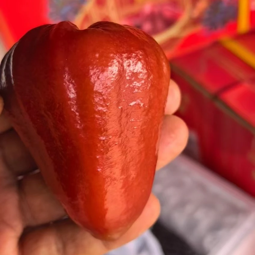 海南空运新鲜莲雾 大果礼盒装净重3斤，一个莲雾八杯水 被称为蓄水炸弹