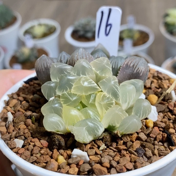 实生冰灯锦糊斑2222222222222