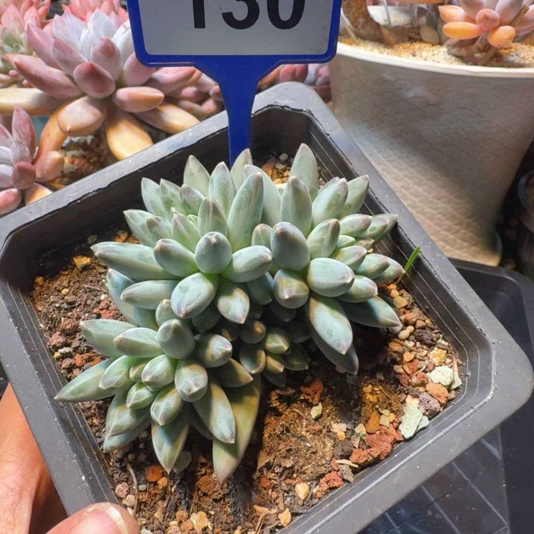 姜子牙一物一拍130