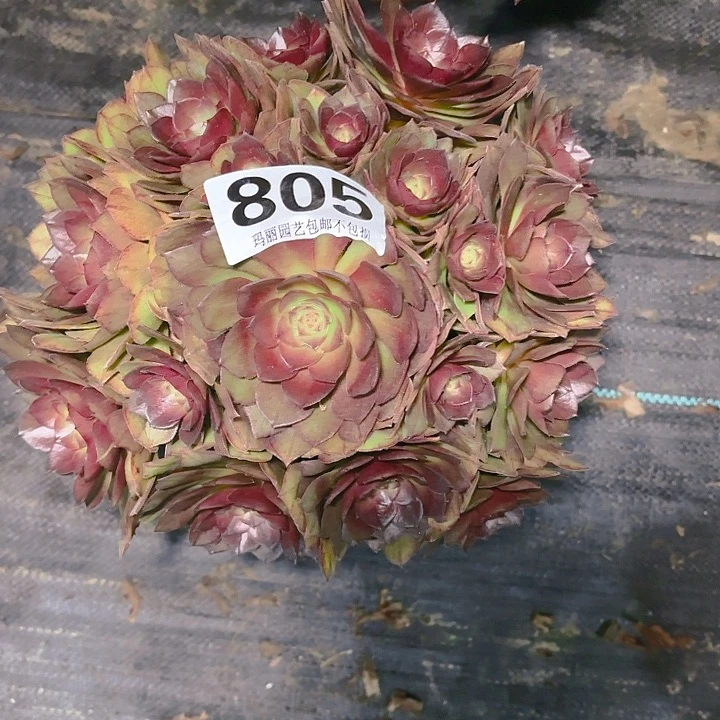 【闪购商品】805红魔2-12