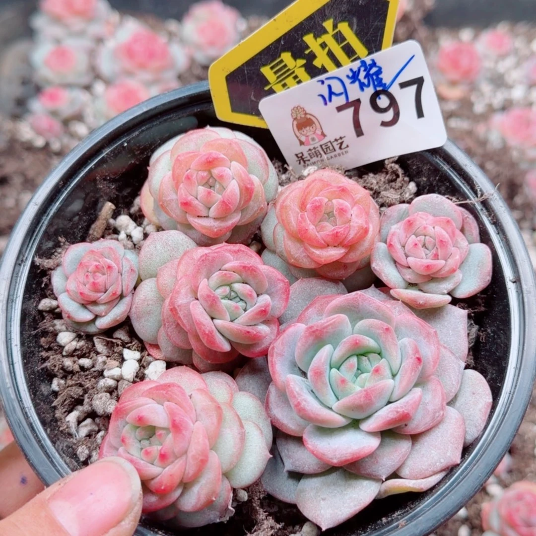 多肉植物多肉植物