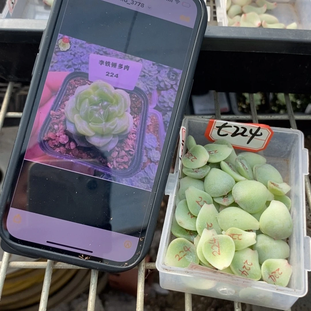 纯叶片甜心224叶片一个