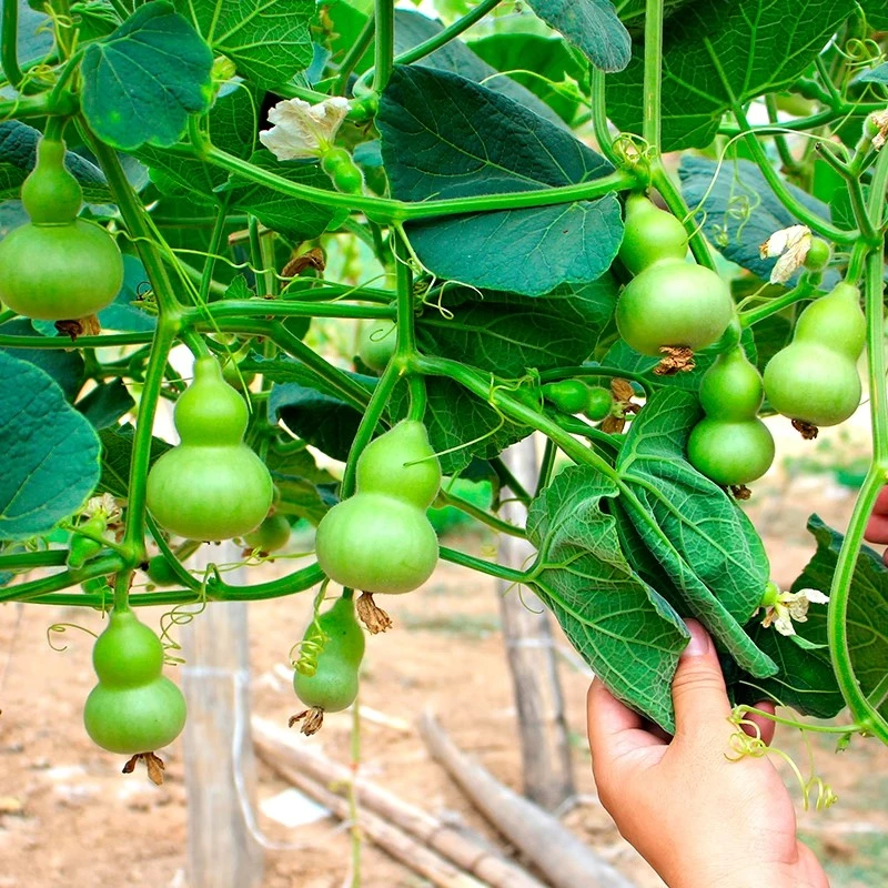 手捻小葫芦籽种子文玩葫芦盆栽种孑大全阳台庭院爬藤植物四季观赏