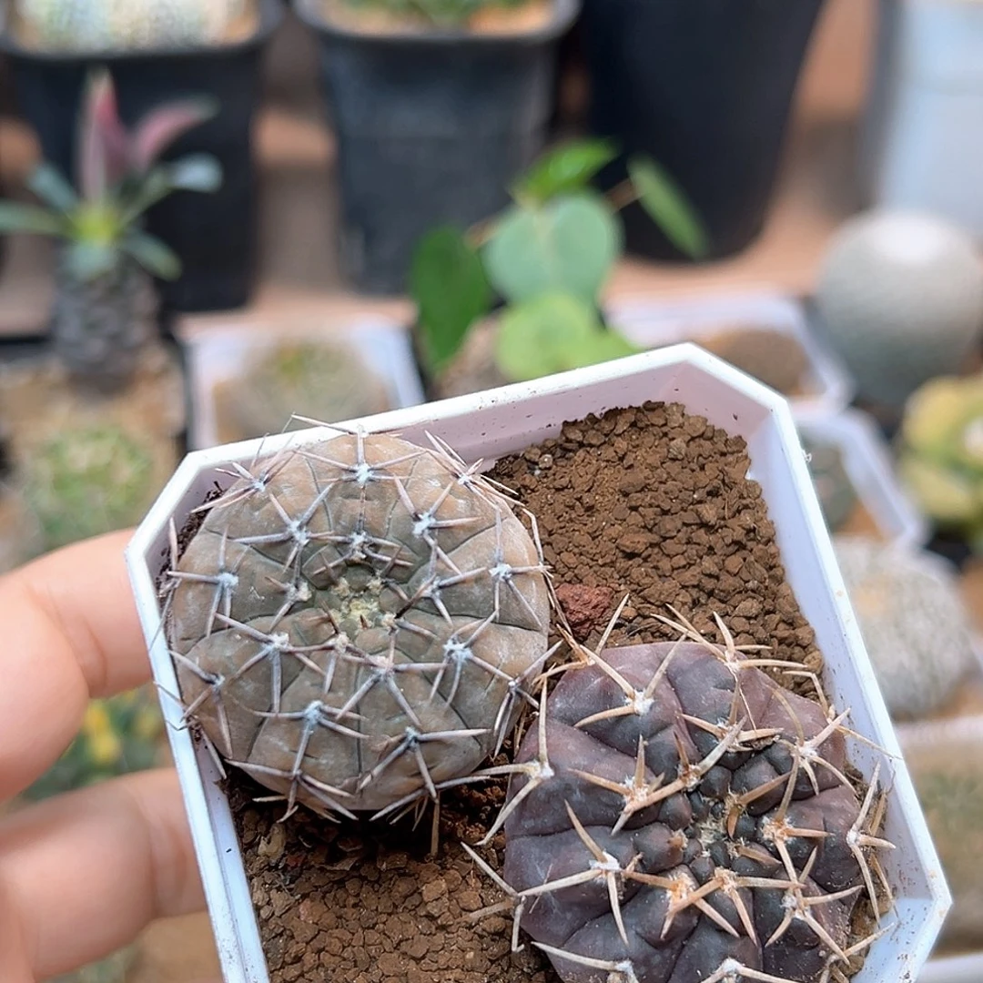 无花朵怪龙丸守殿玉