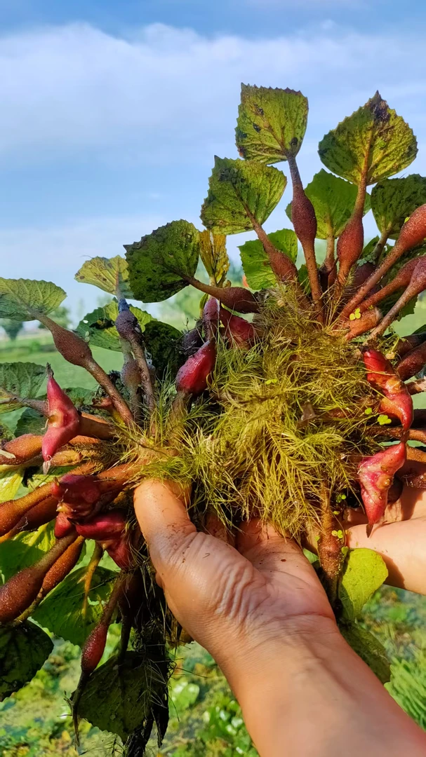 固始菱角顺丰包邮