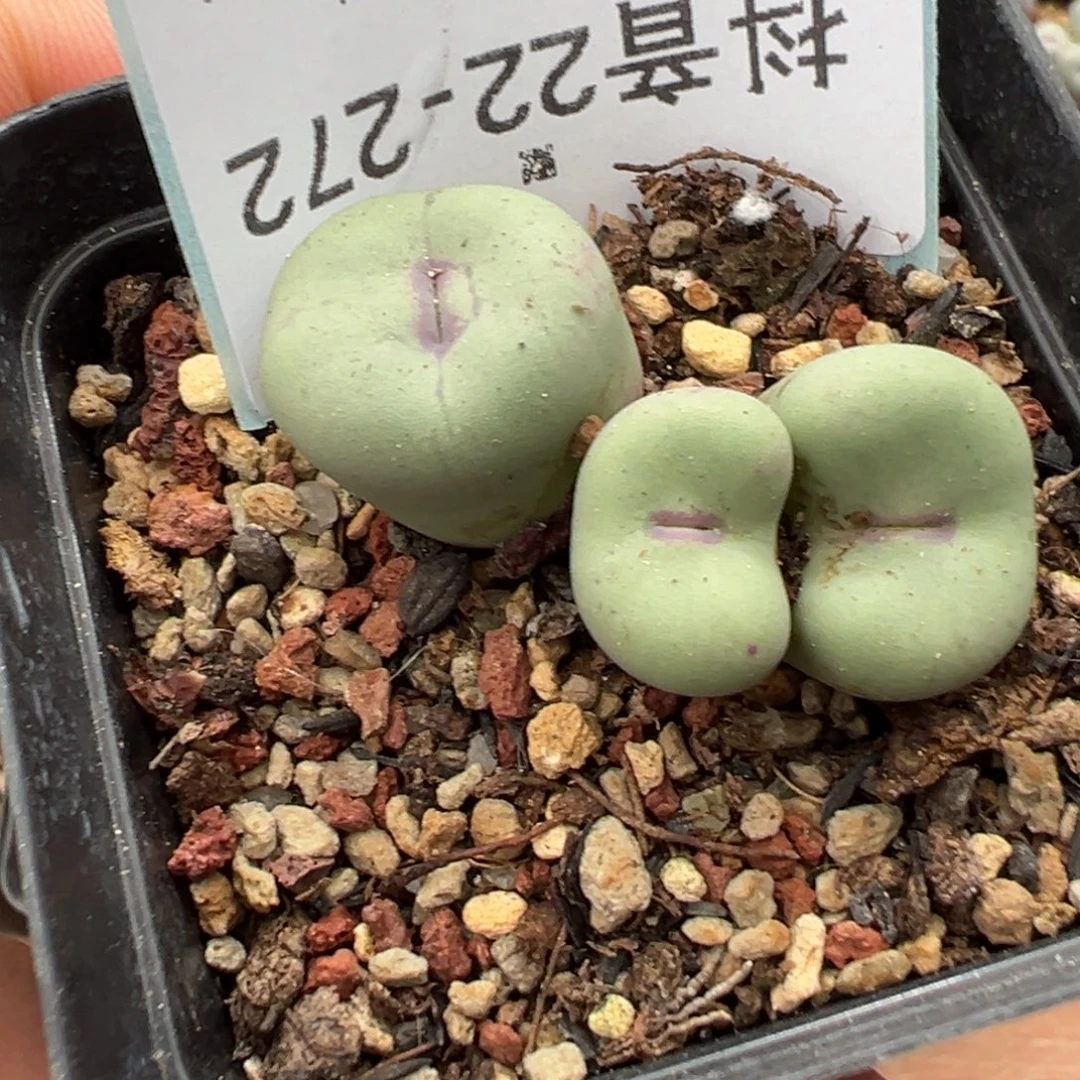 乔***华22-272肉锥多肉植物
