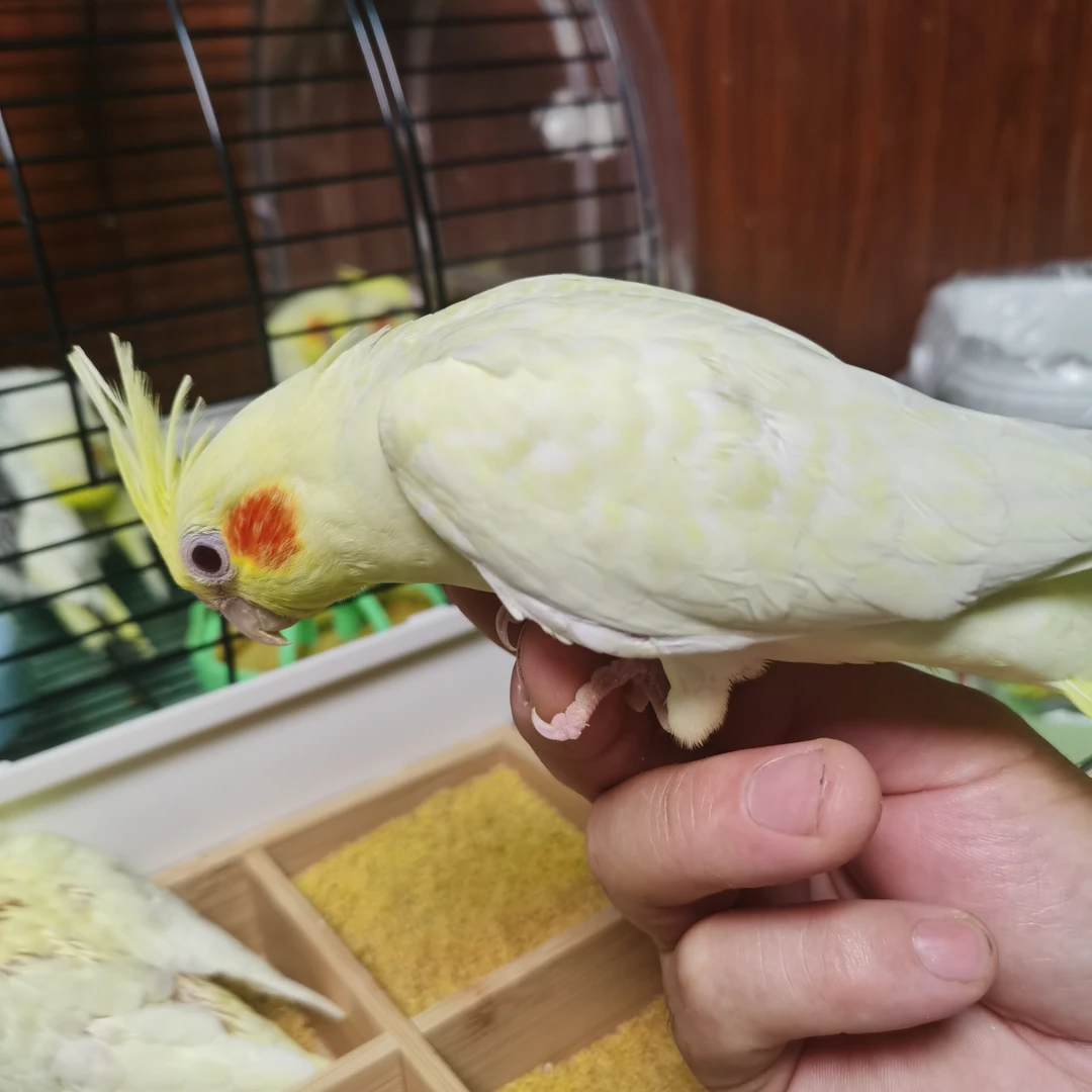 鹦为有你手养玄凤鹦鹉