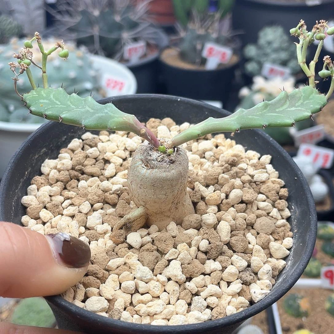 块根飞龙大戟仙人球