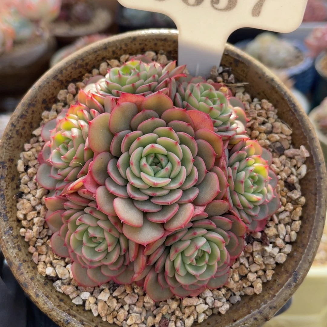 0637 糖果宝贝 7.5厘米 不带盆