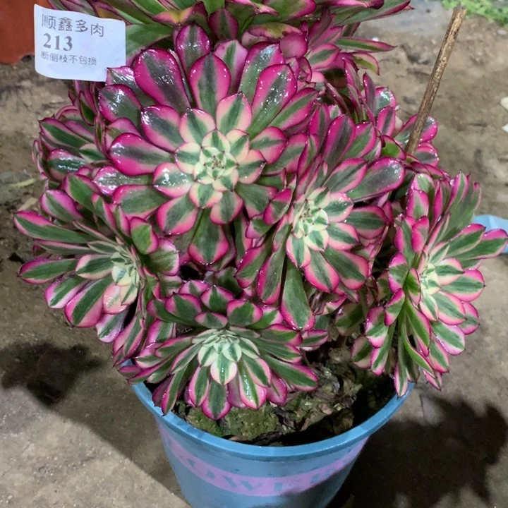 213红铜多肉植物特价
