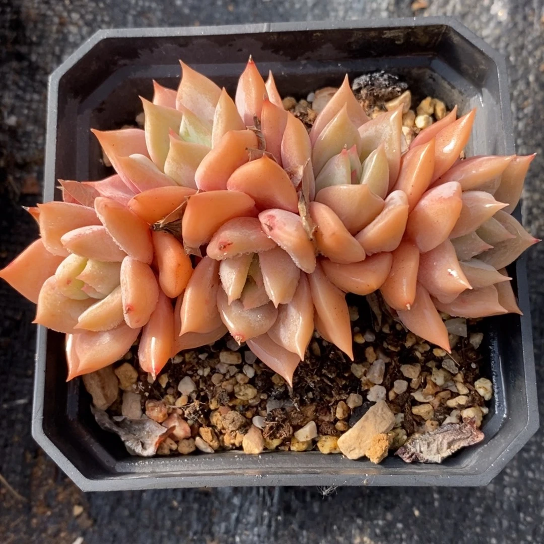 自助下单一物一拍多肉，下滑有惊喜