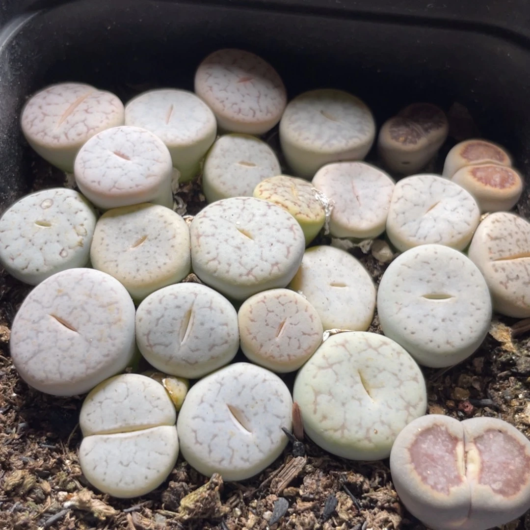 今晚大盆特价更新～12