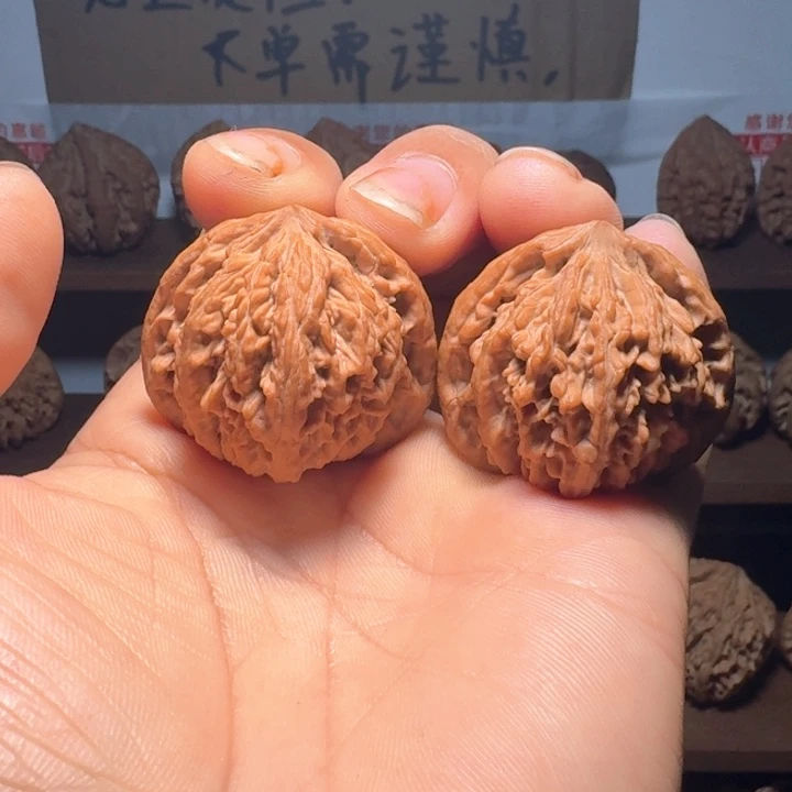 越***好秦岭野生流星雨狮子头