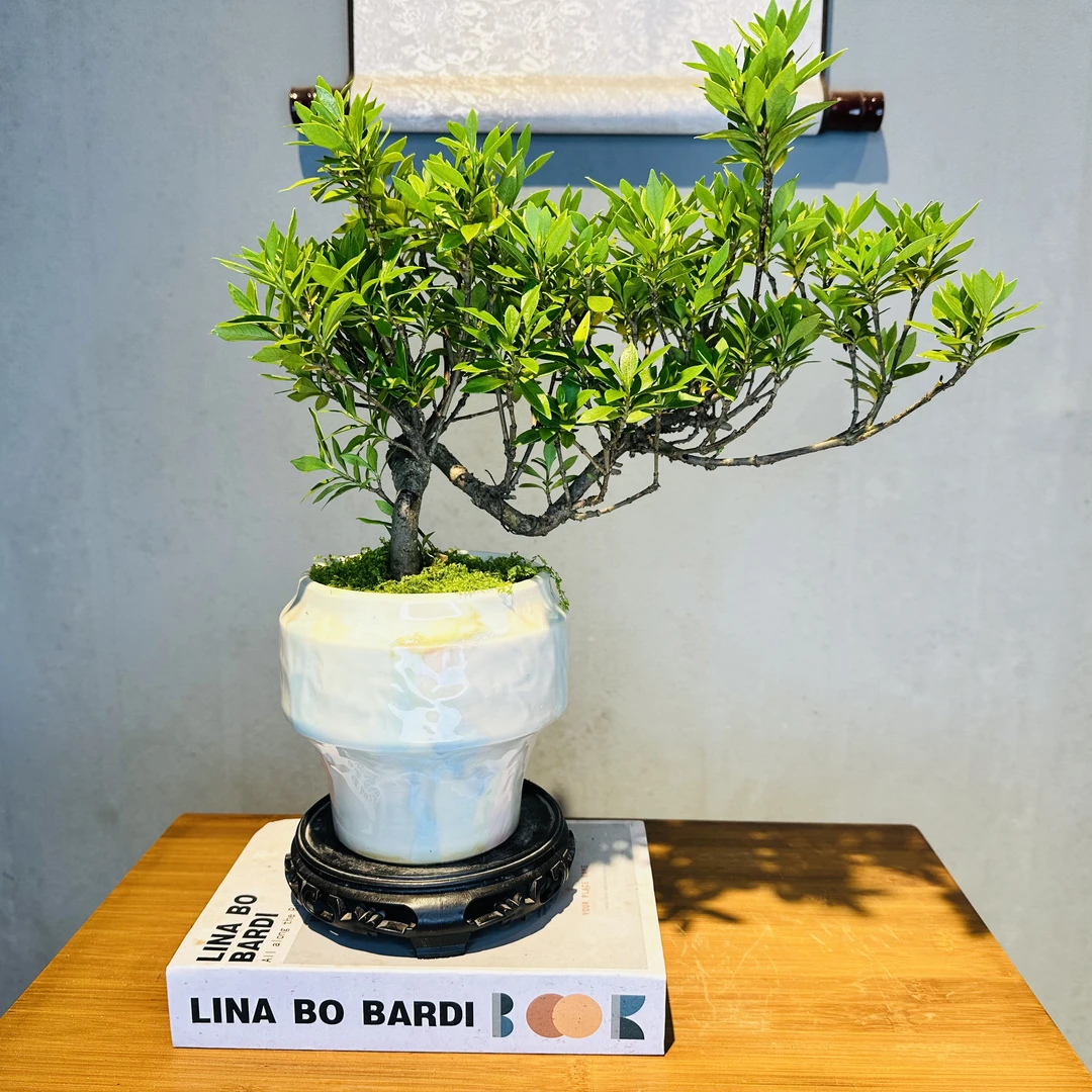飘枝清誉栀子花+绿色冰裂小陶罐+接水盘