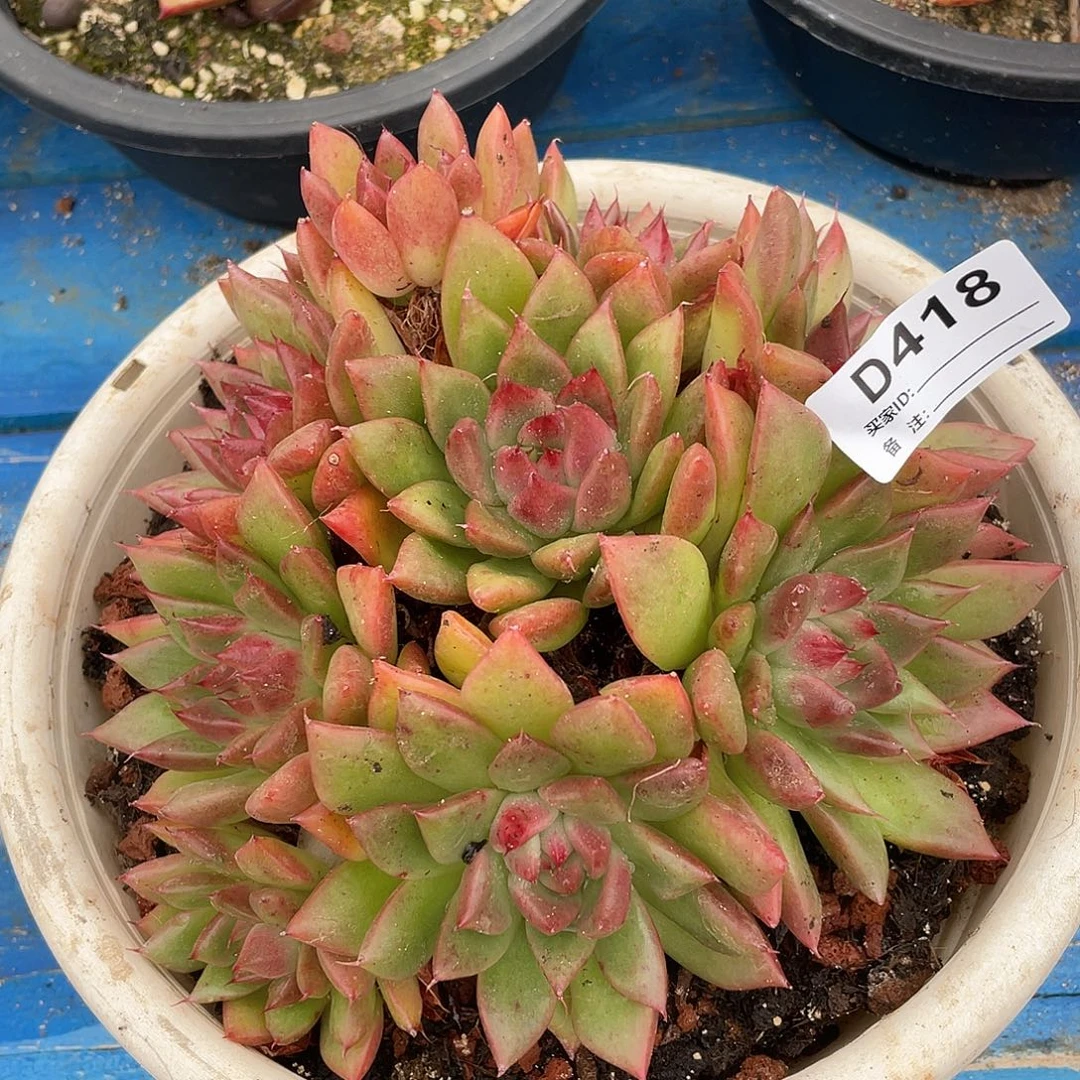 若茹东云单拍D418