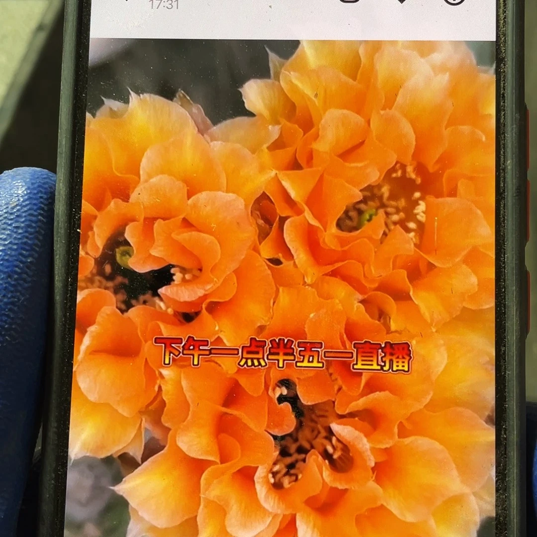 橙爱侧芽歪5公分左右满18包邮