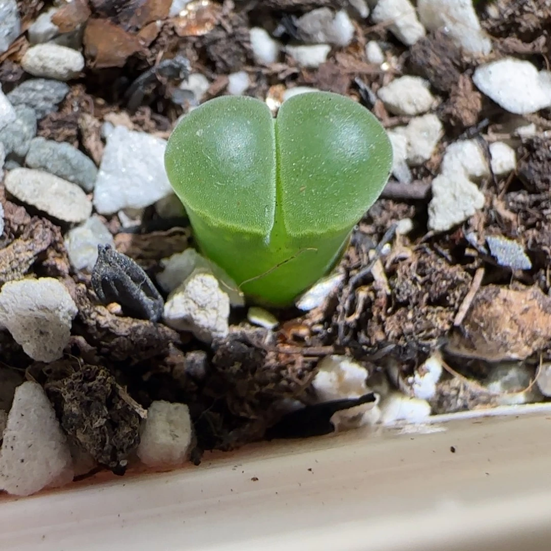 肉锥多肉植物组合-极窗1616
