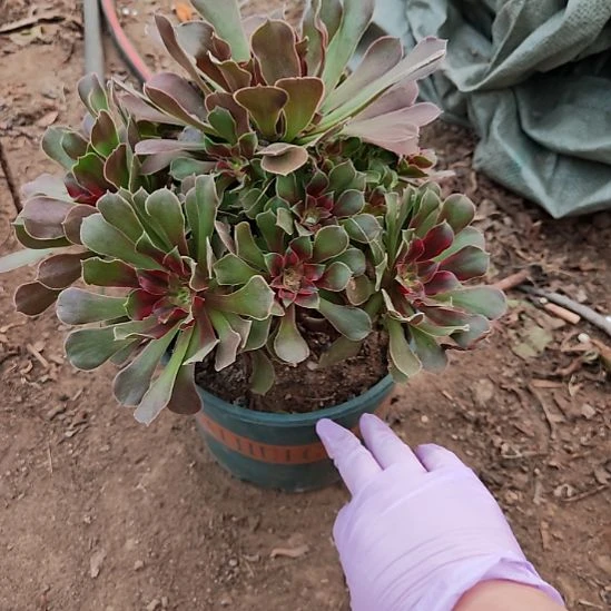 雅典娜法师加急发货6