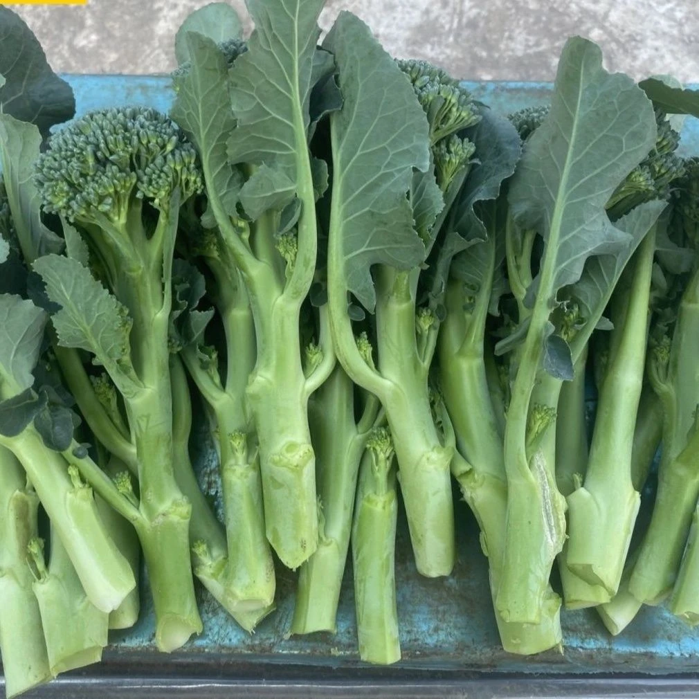 新鲜西兰花苔 青花菜苔采摘云南当季西兰苔脆嫩可口农家蔬菜