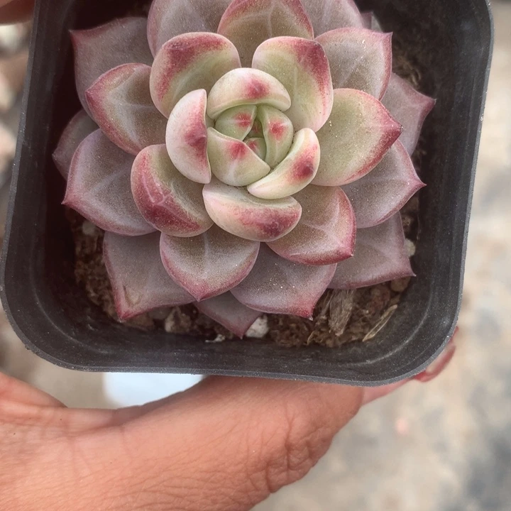 夜魔侠。贵。（满9.99包邮不满9.99发叶子）