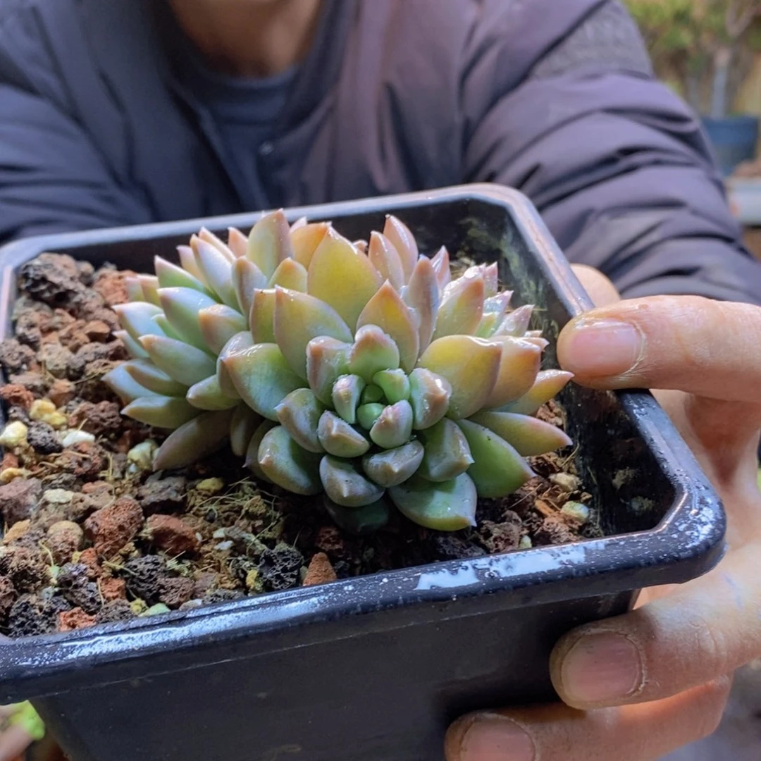 安*56 号幻影美人