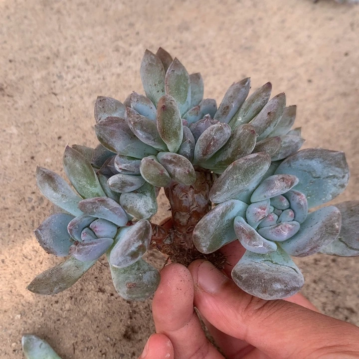 多肉植物叶插星影缀