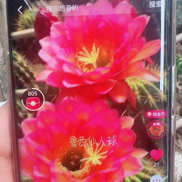 毛花柱  达加提  15公分
