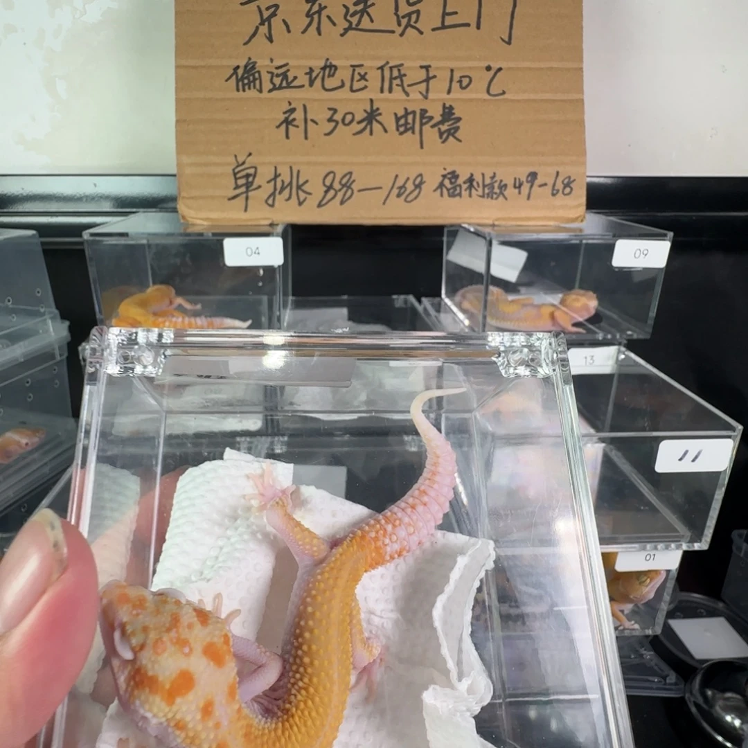 豹纹守宫无纹暴龙弟弟