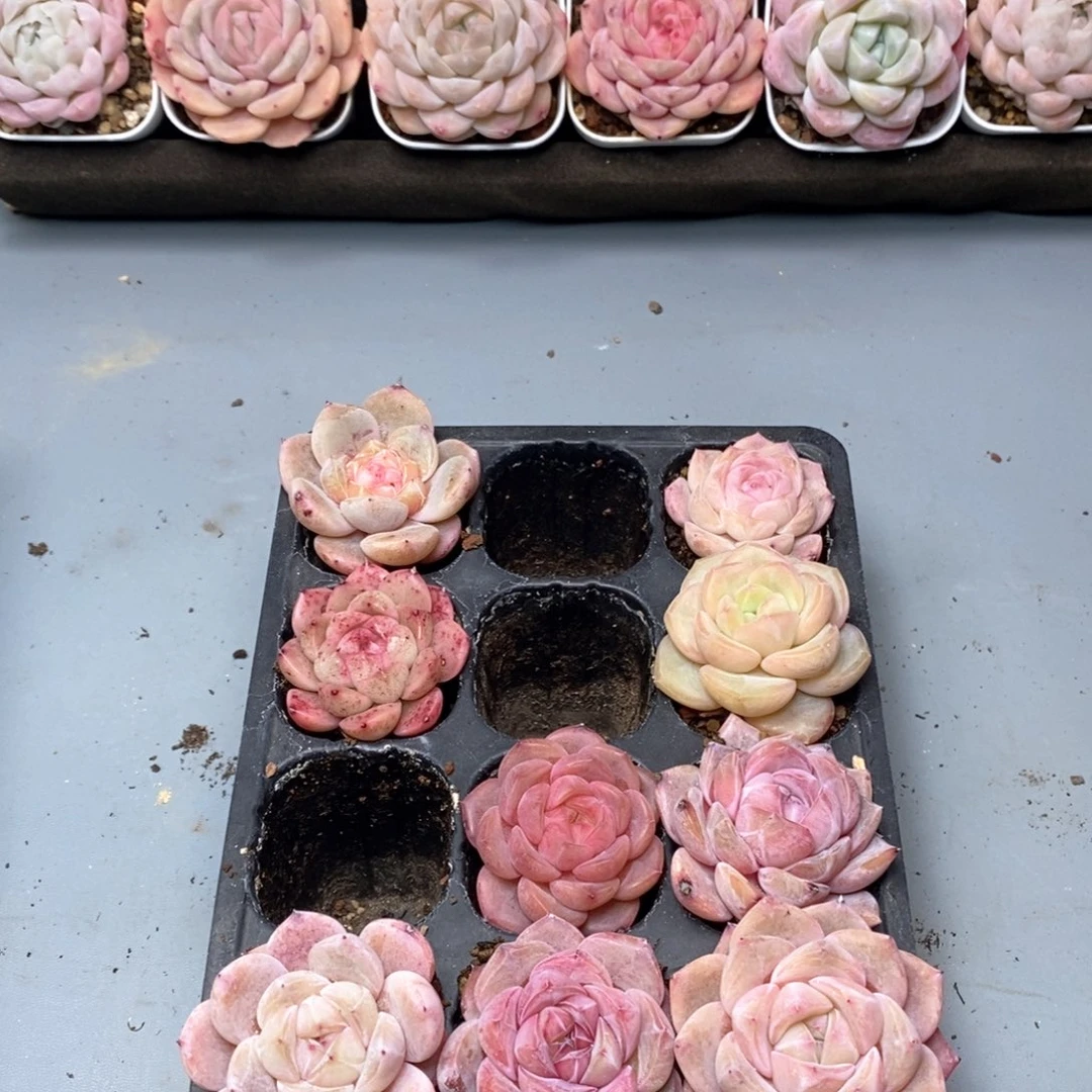 。***东西东定向恭喜发财