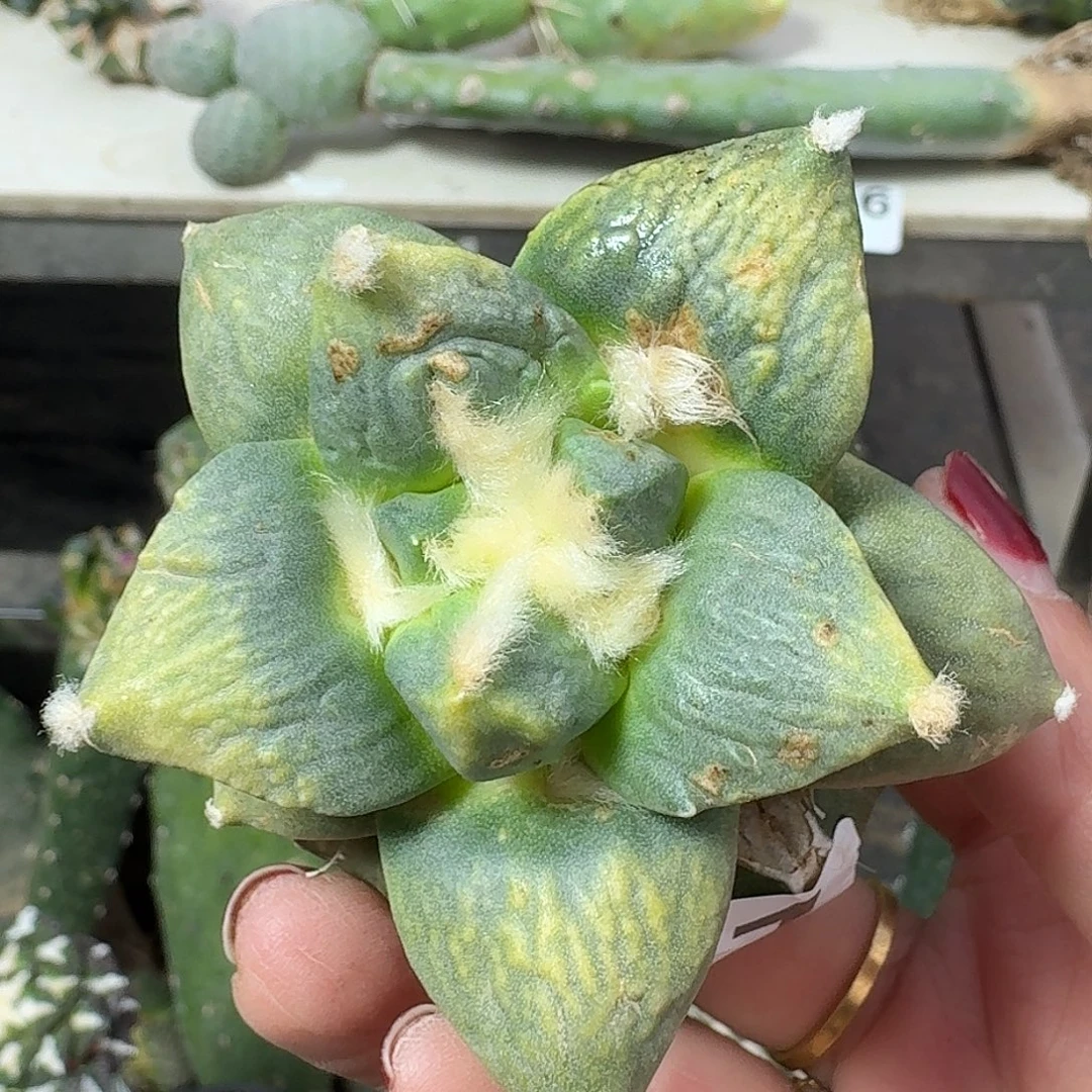 全部花朵怒涛锦411