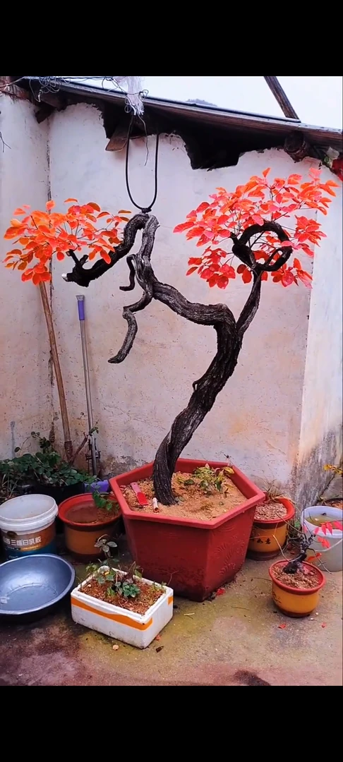 黄栌素材一物一拍