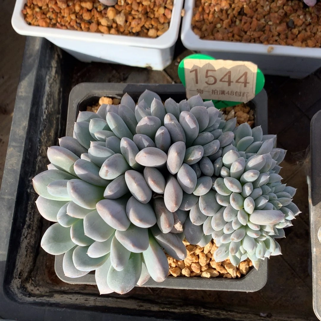 m****菩提子缀化一物一拍1544