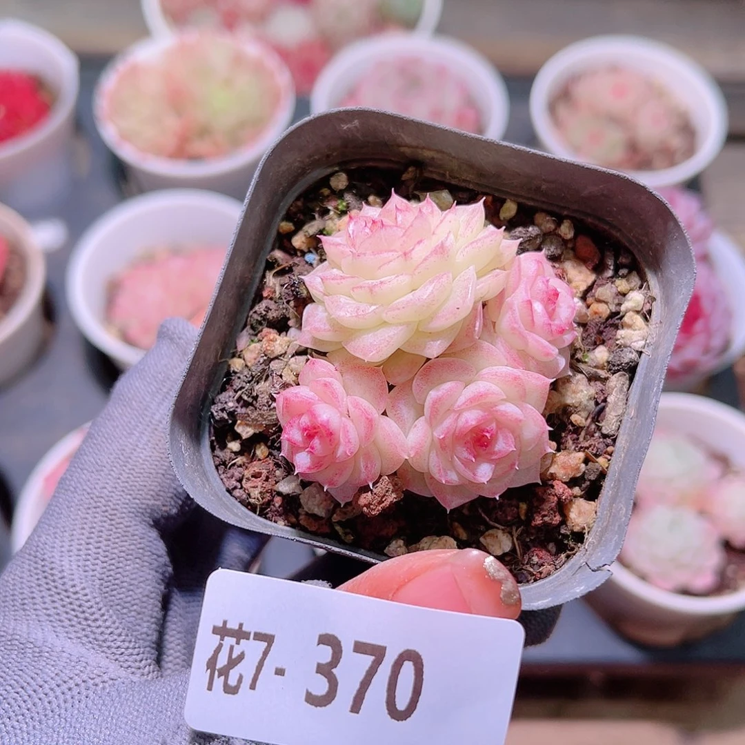 花07-370白天鹅群