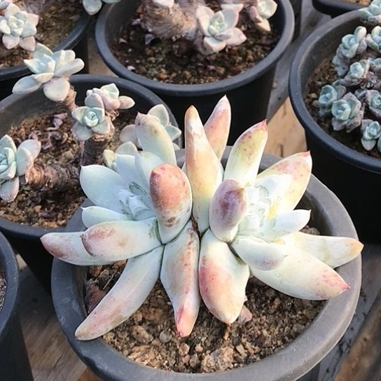 红拇指仙女棒杯杯