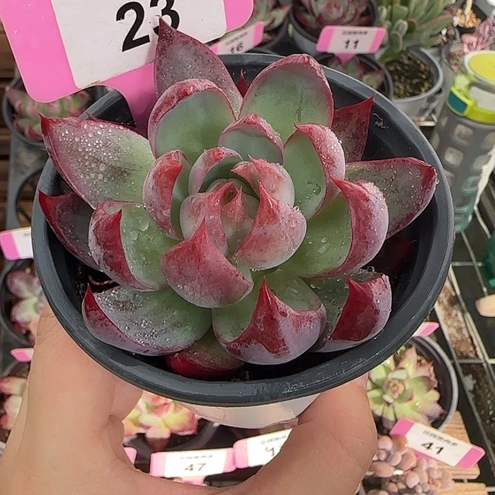 23 惊鸿仙子多肉植物