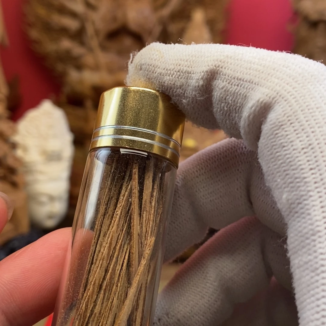 野生加里曼丹小料