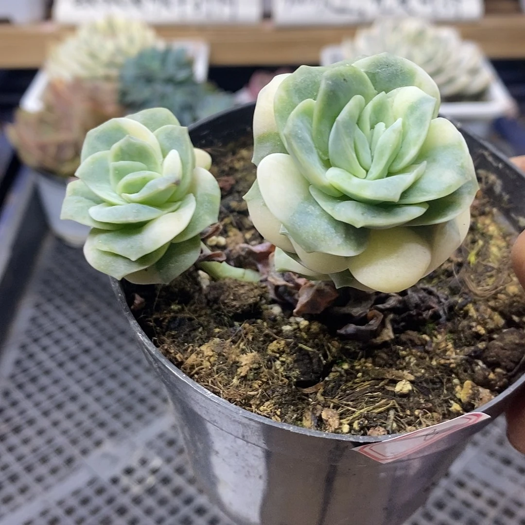 1508 可爱玫瑰花脸锦双头