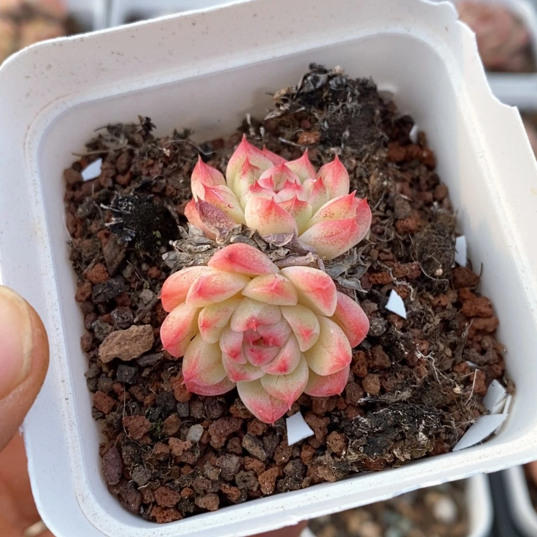 精品多肉一物一拍137