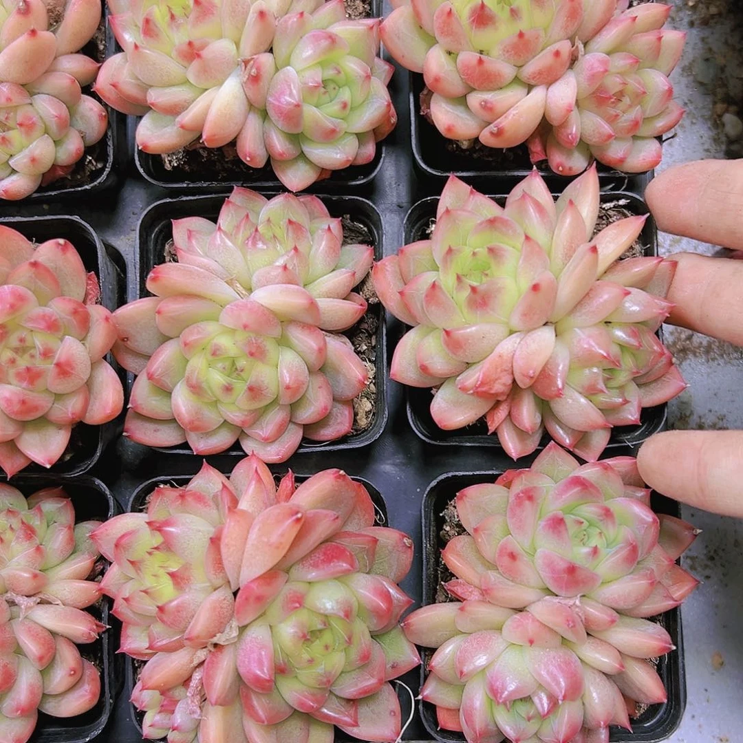 明良珍妮带盆带土19包邮