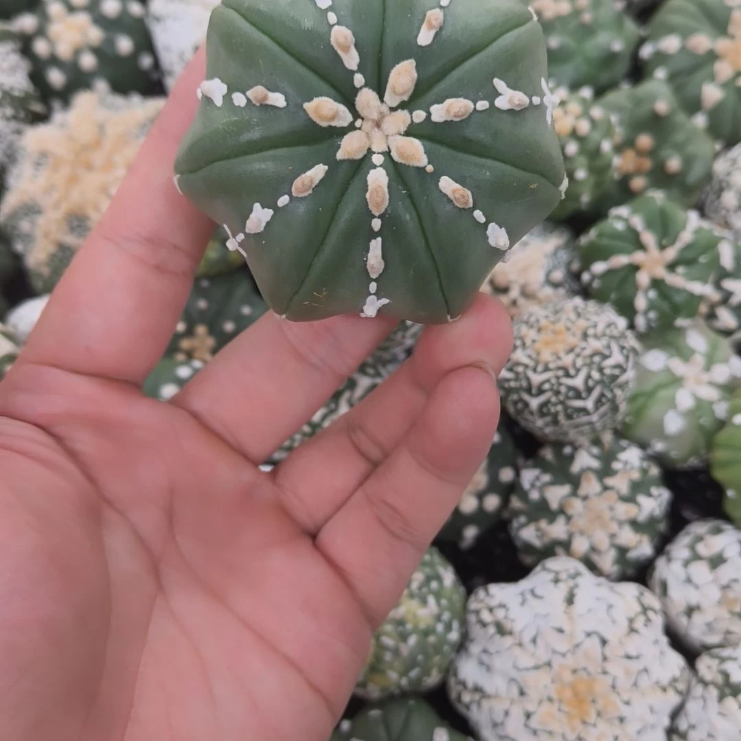 海星体连线琉璃V兜哈哈