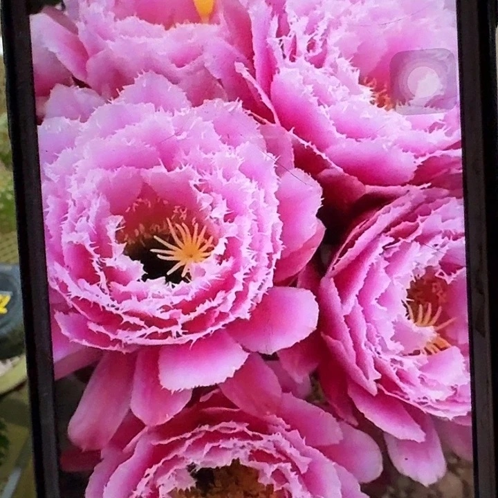 云儿侧芽5公分毛花柱