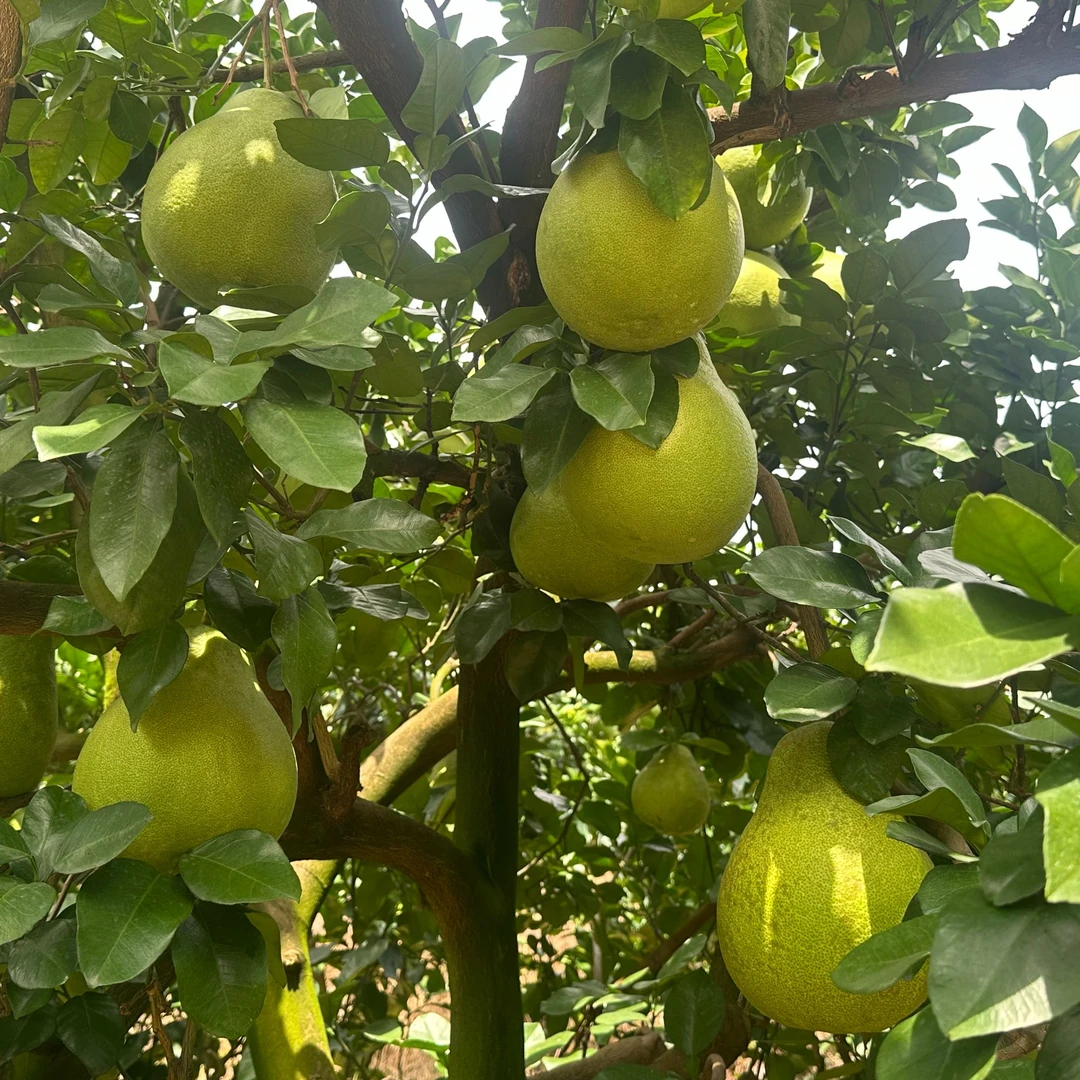 江西省南康甜柚龙回早熟柚龙跃助农特产赣南康沙田柚斋婆柚