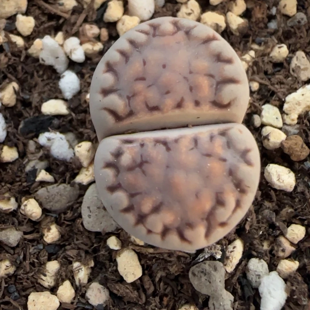 19饼干清框福利30包邮