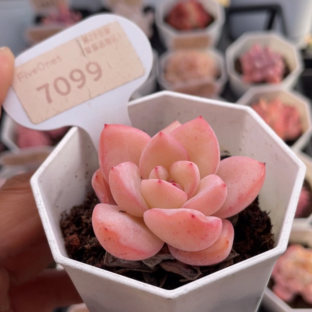 草莓泡芙7099-5.0厘米