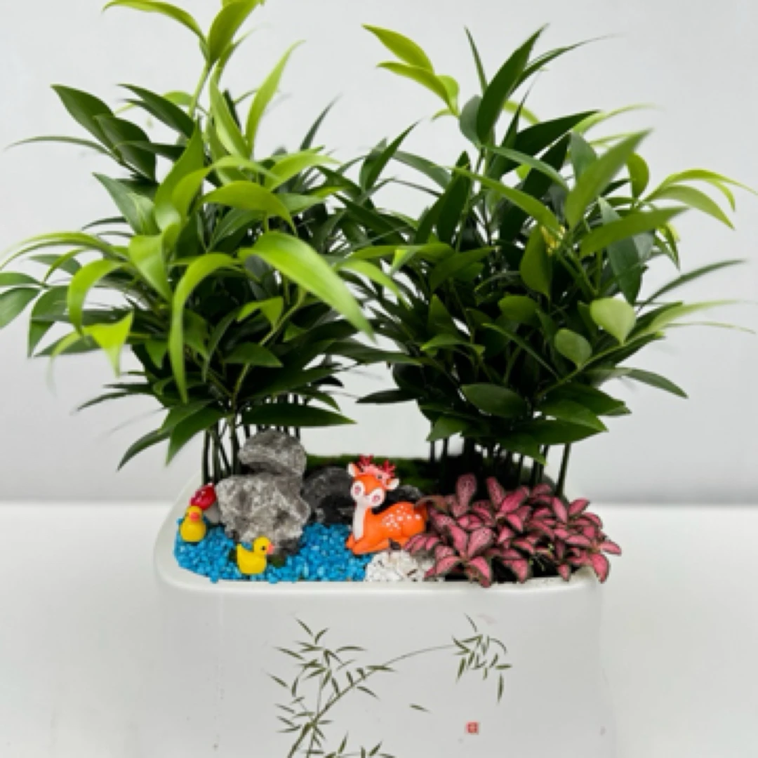 长寿竹 四季常绿（好养）