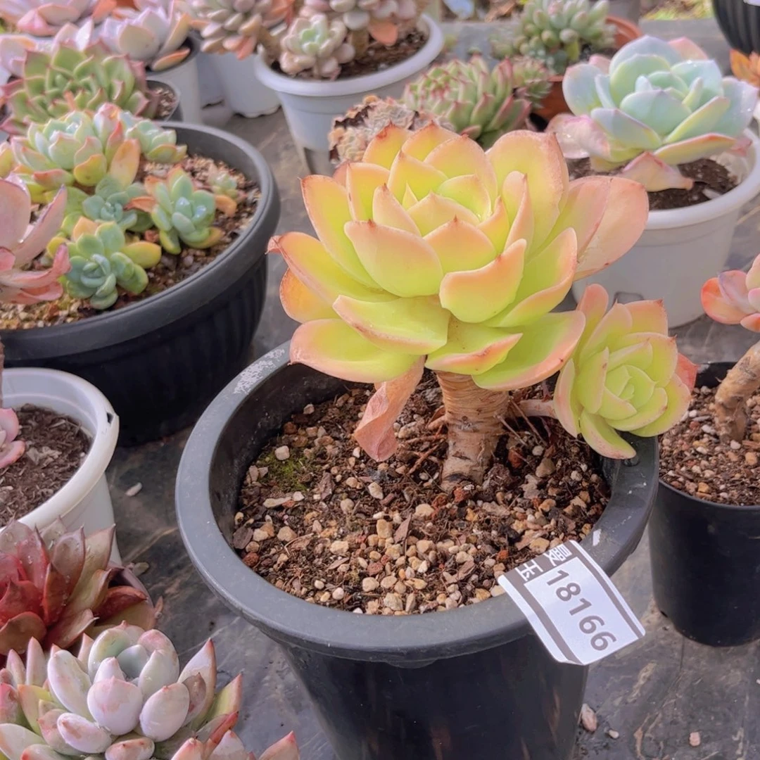 星娜塔多肉植物18166