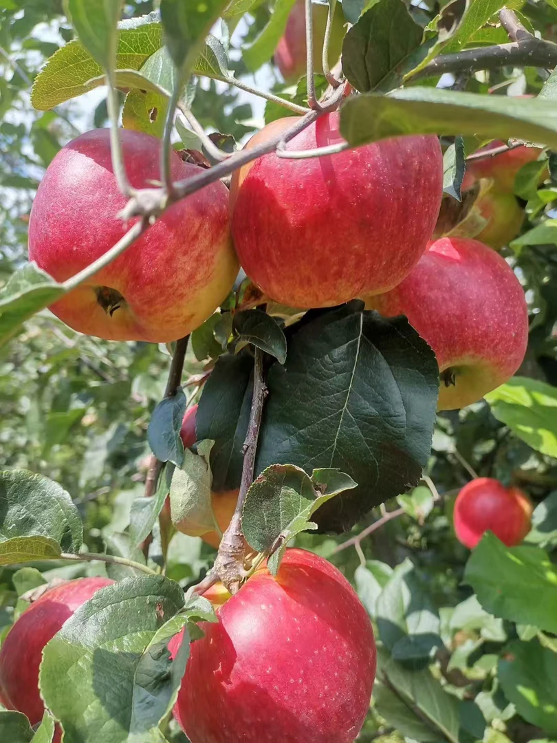 四川大凉山高山盐源苹果脆甜多汁营养丰富产地直供5斤特、大果