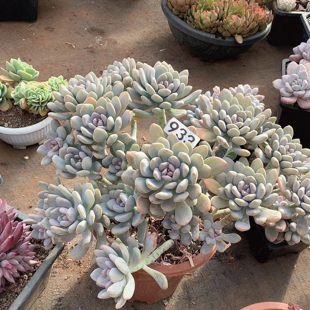 933美人手指一物一拍多肉