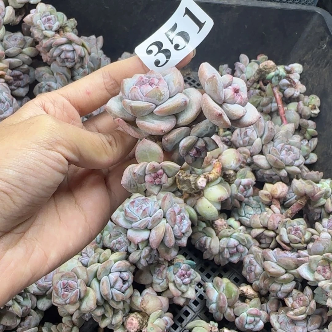 依****星影4头无根一物一拍351